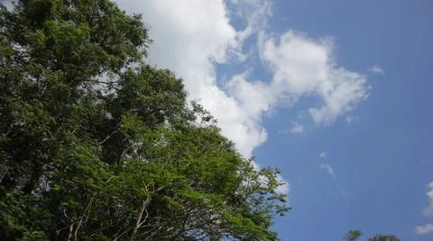 Tree canopy and sky Stock Photos