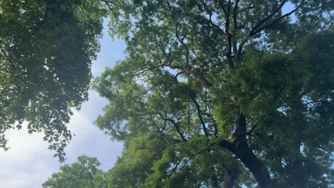 Tree canopy ascending toward luminous summer sky, verdant green leaf changing Video stock 336924886