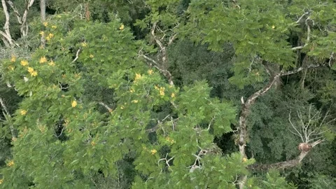 Tree canopy of the Atlantic Forest. Sibipiruna. Drone footage. Stock Footage 332260789