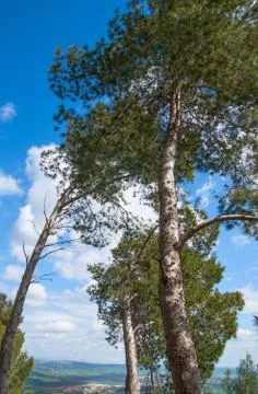Tree canopy on the background the blue sky Foto stock
