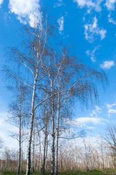 Tree canopy on the background the blue sky Stock Photos