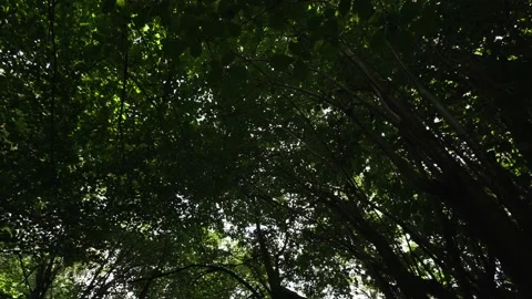 A tree canopy background with moving leaves and panning camera Stock Footage 134460767