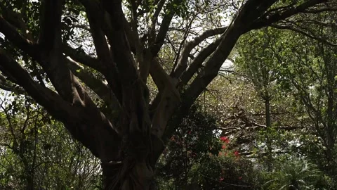 Tree Canopy from Below Filtered Sunlight Kenya Stock Footage 333217255