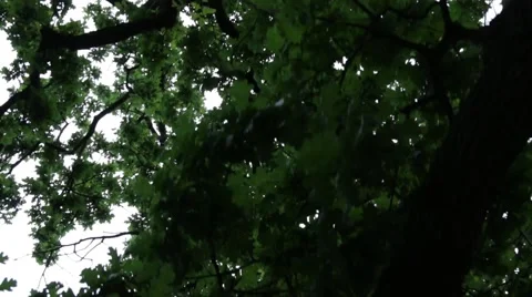 Tree canopy from below 動画素材 57473384