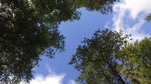 Tree canopy on a blue sky 4k Video stock 67967413