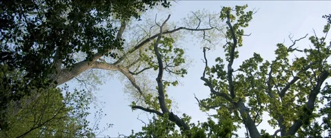 Tree Canopy Blue Sky Video stock 129303817