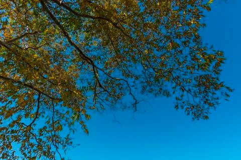 Tree canopy with blue sky Foto stock