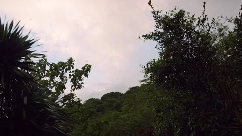 Tree Canopy branches framing soft Sky in an Upward Angle view with scattered clo Stock Footage 323472641