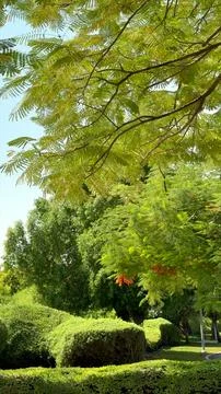 Tree canopy casts shadow over neatly shaped hedges in park. Outdoor scene Stock Photos
