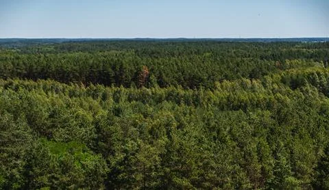 Tree canopy in a coniferous forest viewed from a great height Foto stock