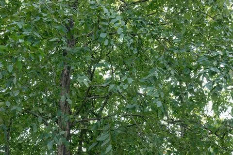 Tree Canopy with Dense Green Leaves in Park Stock Photos