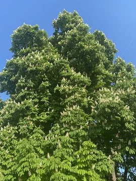 Tree canopy dense with vibrant green leaves white cone blossoms against clear Foto stock