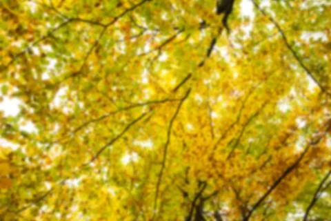 Tree canopy during autumn Stock Illustration