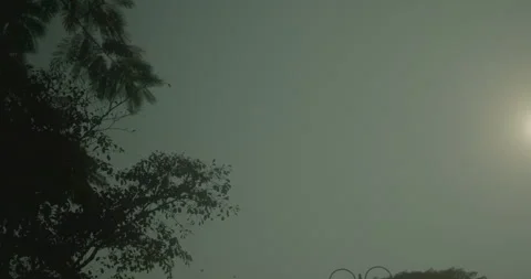 Tree Canopy at Dusk Stock Footage 328064961