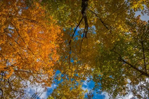 Tree canopy in the fall in Eastern Canada Stock Photos