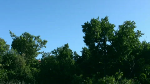 Tree canopy Video stock 369502