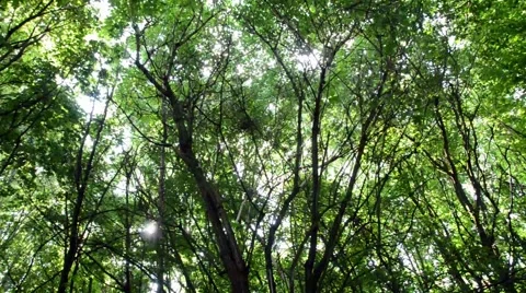 Tree Canopy Stock Footage 54143130