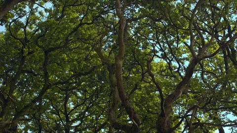 Tree Canopy Video stock 76614865