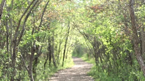 Tree Canopy Video stock 91041120