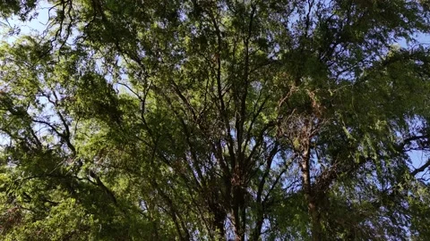 Tree canopy Vídeo Stock 138266938
