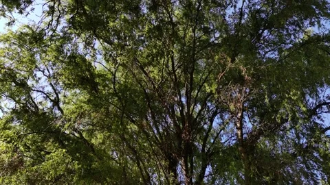 Tree canopy Vídeo Stock 138593895