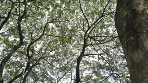 Tree Canopy Stock Footage 158413537