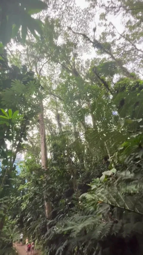 Tree Canopy Stock Footage 305808435