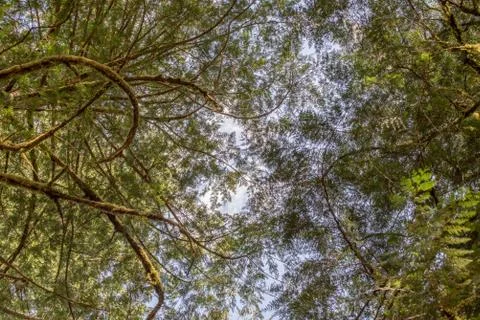 Tree canopy from forest floor Stock Photos