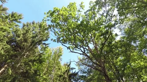 Tree Canopy from Forest Footpath Stock Footage 77903447
