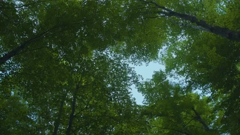 Tree canopy in forest with a spin. Stock Footage 158205623