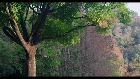 Tree Canopy in Forested Area for Mindfulness Background Use Stock Footage 328097741