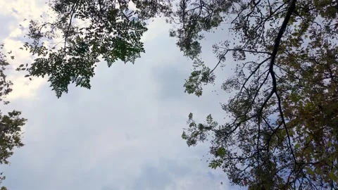 Tree canopy framing cloudy sky from below with leaves moving gently in breeze Stock Footage 346830295