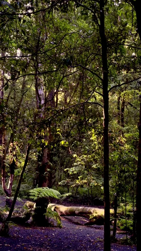 Tree canopy framing pale sky from below Stock Footage 335431427