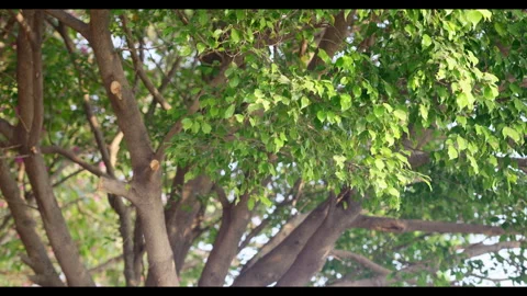 Tree Canopy with Gentle Leaf Movement for Mindfulness Background Use Stock Footage 327793180