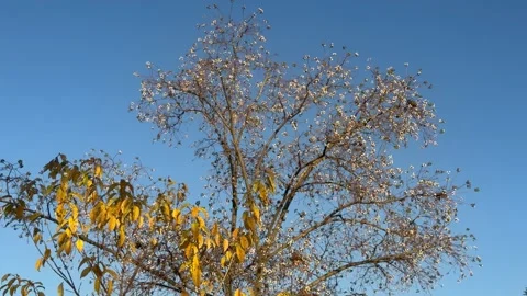 Tree canopy gently swaying against clear blue sky in golden hour Stock Footage 323525855