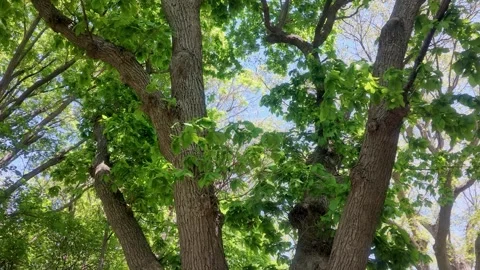 Tree canopy with green leaves swaying in the wind Stock Footage 339270537