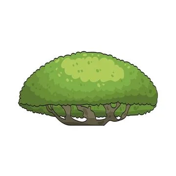Tree canopy illustration Stock Illustration