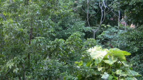 Tree canopy in the jungle Video stock 451596