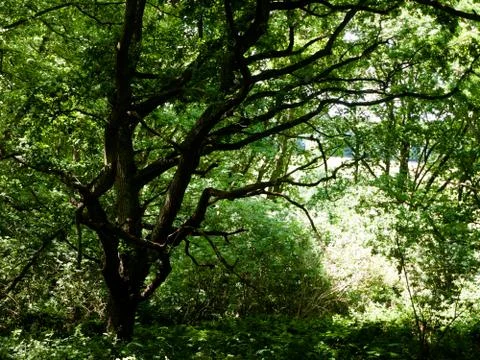 Tree canopy leaves bark texture above in forest with light Stock Photos