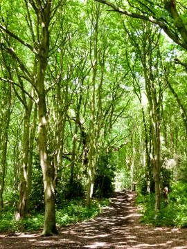 Tree canopy leaves bark texture above in forest with light Foto stock