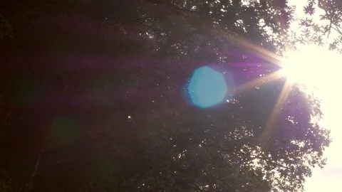 Tree Canopy Lens Flare Stock Footage 99232994