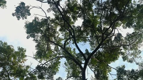 Tree canopy looking up at green leaves and branches against sky Video stock 333727915