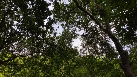 Tree canopy looking up through monkey jumping on forest branches - Khadimnagar Stock Footage 340427102