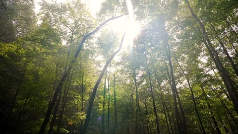 Tree Canopy Moving with Sun Flare Stock Footage 96753282