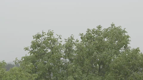Tree canopy moving in the wind and heavy rain Stock Footage 160159058