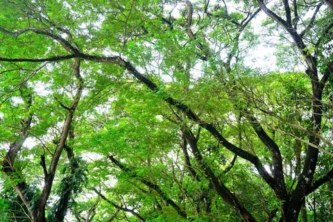 Tree canopy, Nature forest pattern background Stock Photos