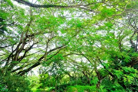 Tree canopy, Nature forest pattern background Stock Photos