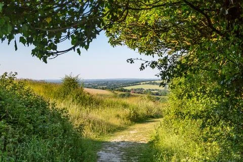 A tree canopy over a chalk pathway in the Sussex countryside Stock Photos