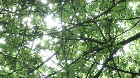 Tree Canopy Pan Stock Footage 46227570