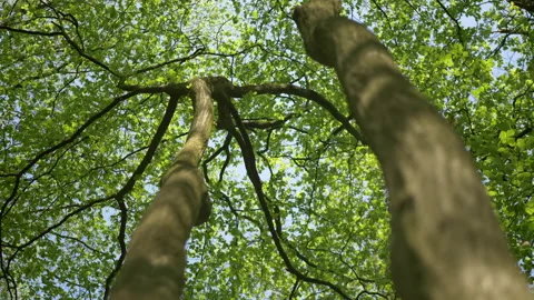 Tree Canopy Pan Looking Up Blue Sky | Stock Video | Pond5